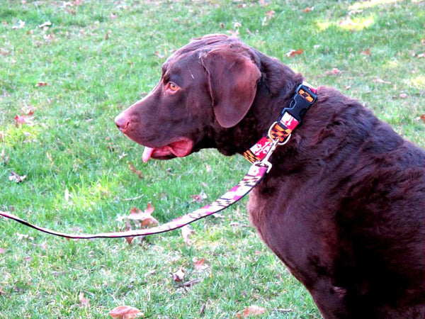 Orioles Dog Collar 